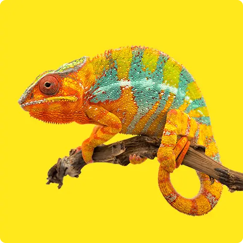 WebCo Agences Digitales En France Une Approche Axee Sur La Simplicite Et Lefficacite